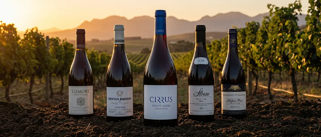 Pinot Noir — Banner 1